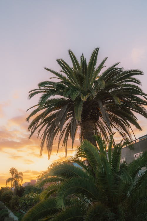 California Palm Tree Sunset