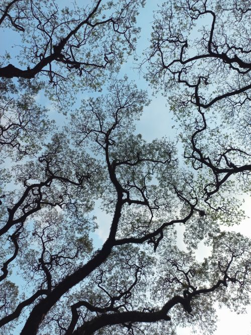 Free Low angle view of tree branches with fresh spring leaves against a blue sky in Dhaka, Bangladesh. Stock Photo