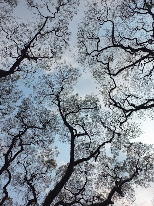 Foto profissional grátis de arbustos, céu, de madeira
