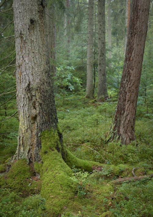 Foto d'estoc gratuïta de arbres, bosc, herba