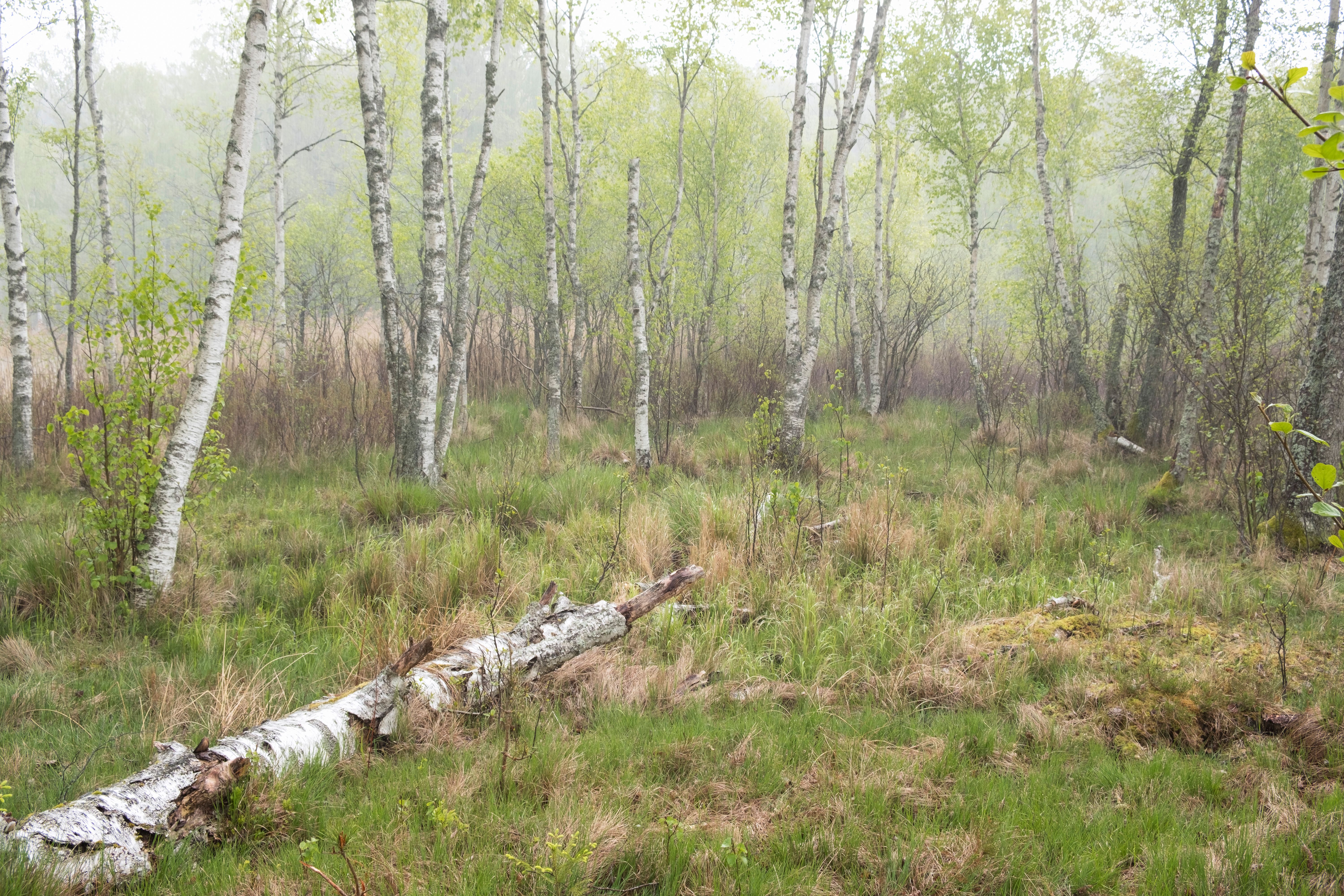 Tani nocleg na majówkę w Białowieży – lista kontrolna przed rezerwacją - Sosnowa Polana Białowieża