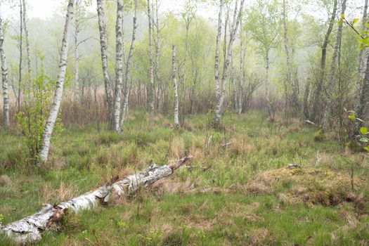 Tranquil birch forest scene in early spring with lush greenery.