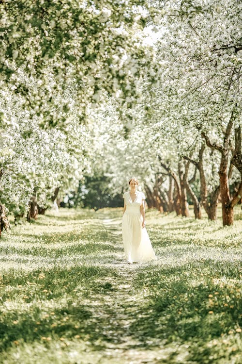 A bride walking through an orchard in the spring