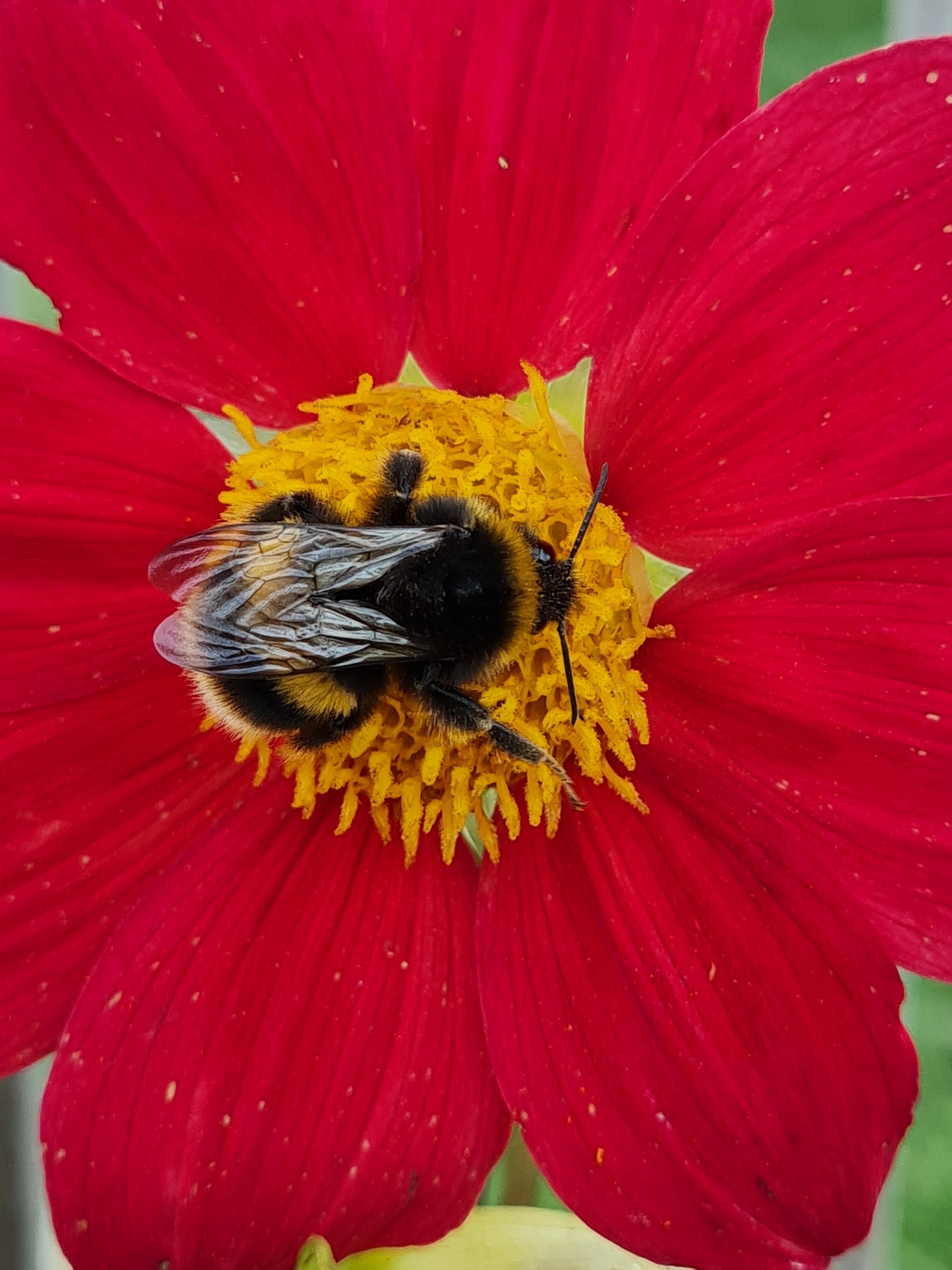 close-up-photo-of-bumble-bee-on-pink-petaled-flower-free-stock-photo