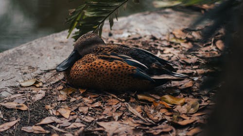 A duck resting on the ground near some leaves