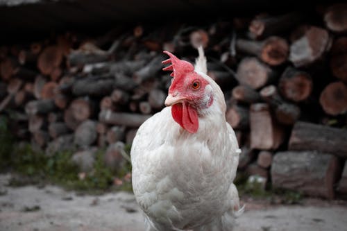 Foto stok gratis ayam, ayam betina, burung