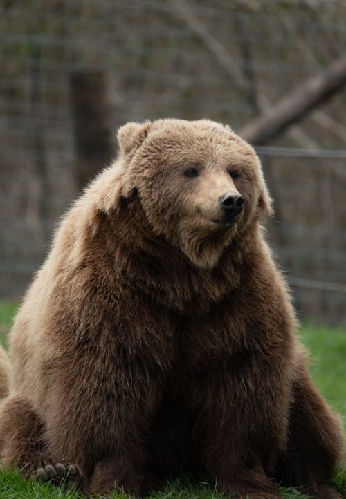 Free A majestic grizzly bear sitting in a field in Hermival-les-Vaux, Normandie, France. Stock Photo