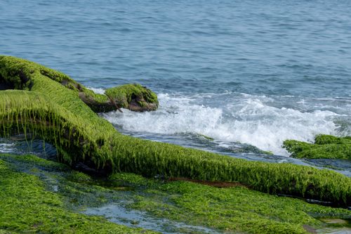 Free Wave-crashing shoreline with moss-covered rocks in a serene seascape. Stock Photo