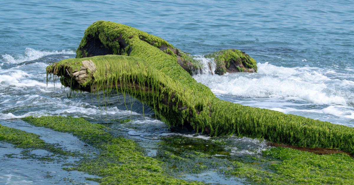 Moss-covered rocks with ocean waves in a serene natural coastal setting. - Evidence evidence guide for algal oil triglycerides randomized trial