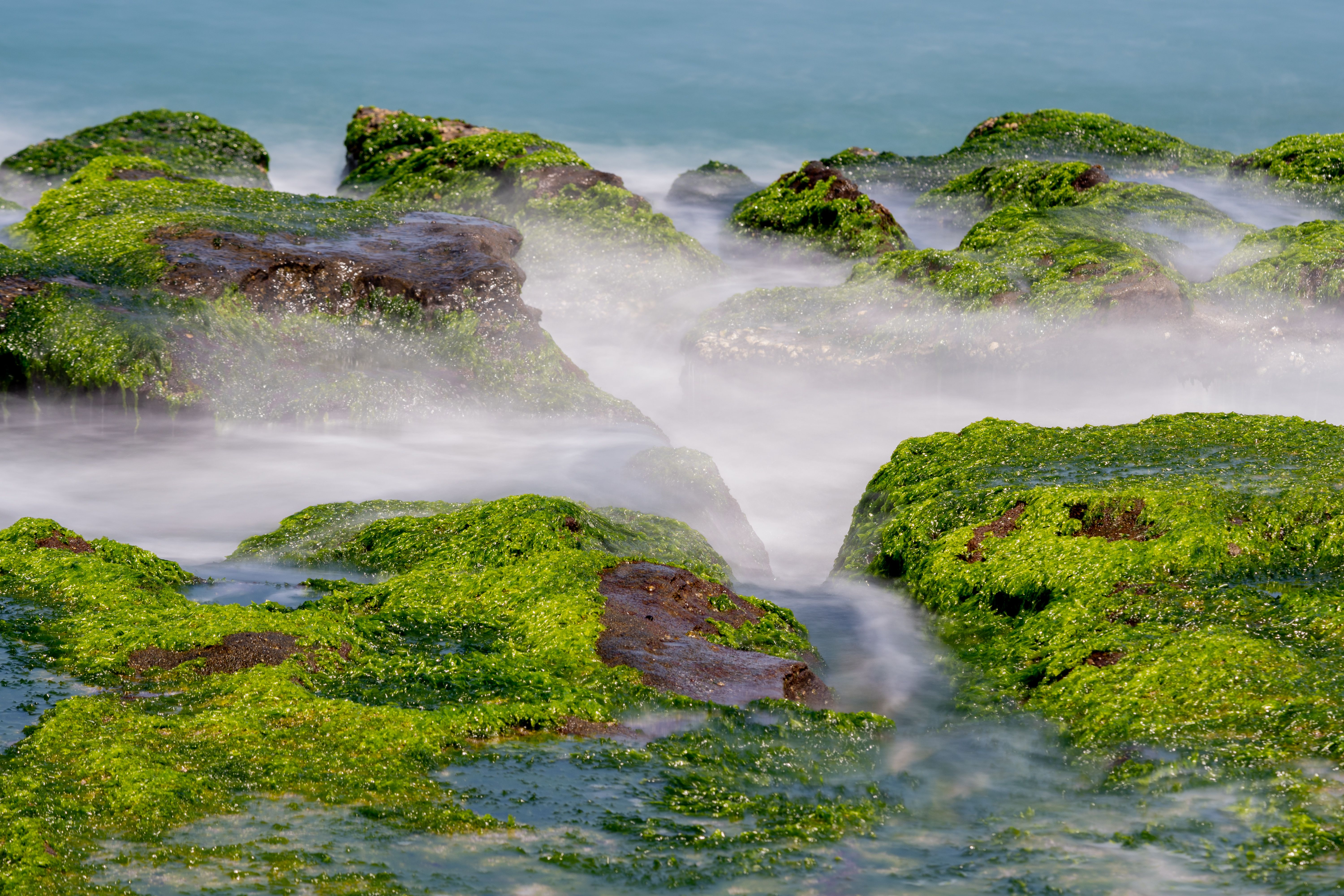 Les 7 Algues d'Eau Douce Méconnues qui Nourrissent votre Énergie Cellulaire et Détoxifient votre Org