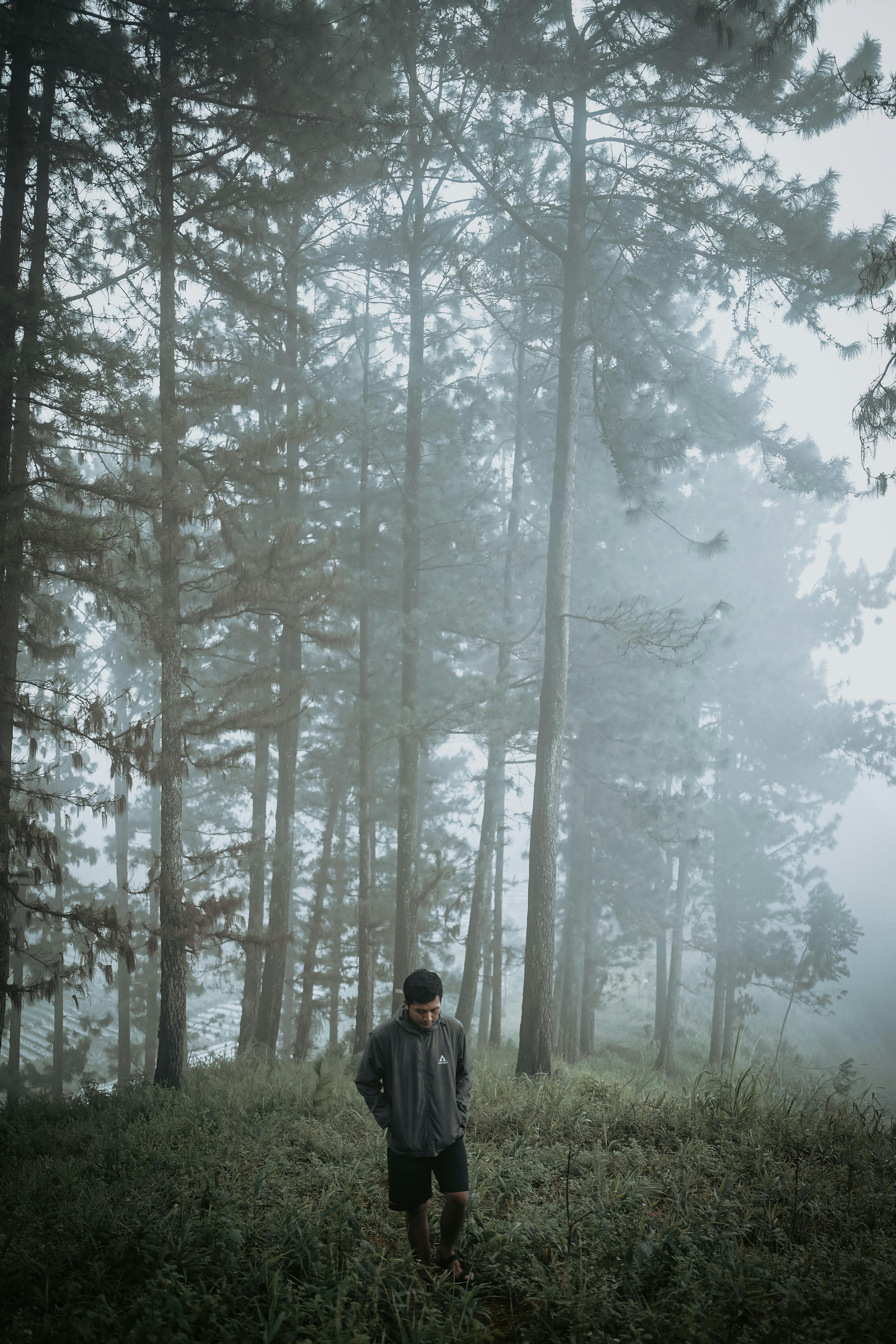 A lone person walks through a misty pine forest in Java, Indonesia, shrouded in fog and tranquility.