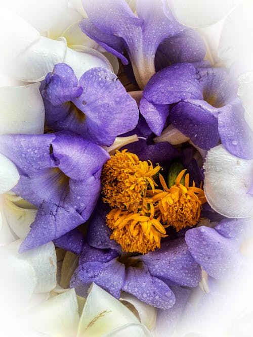 Foto profissional grátis de flores, flores de respiração de anjo