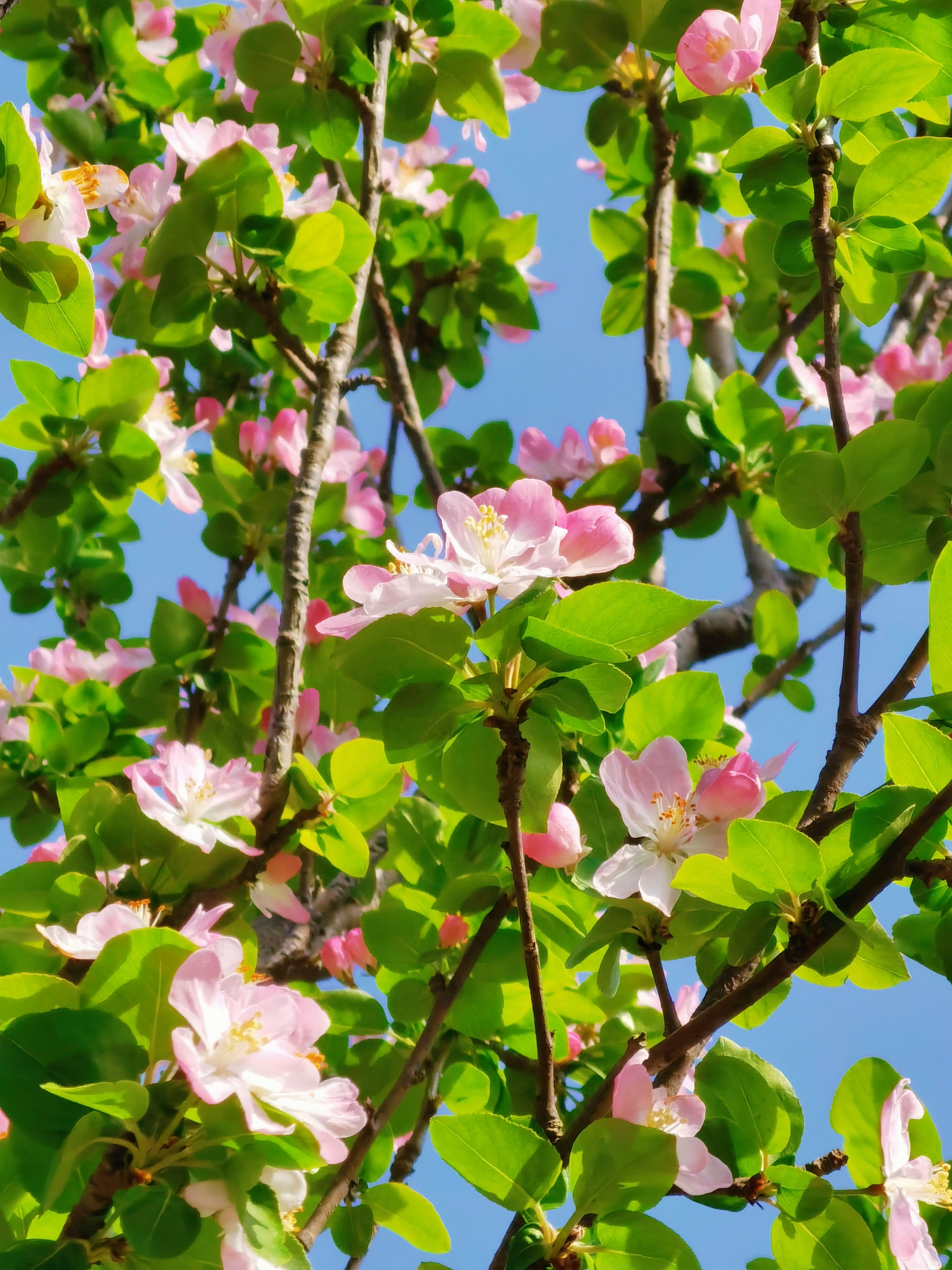 Close-up of Tree Branches in Spring Blossom · Free Stock Photo