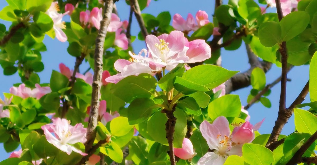 Close-up of Tree Branches in Spring Blossom · Free Stock Photo