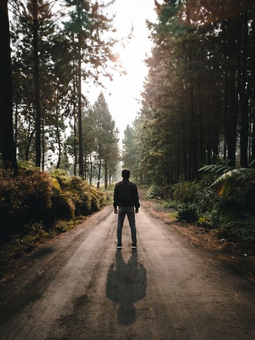 Free A solitary man walks down a sunlit forest path, surrounded by coniferous trees. Stock Photo