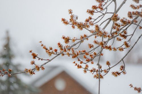 Free Snow-covered branches with early blossoms set against a winter backdrop, evoking natural beauty and tranquility. Stock Photo