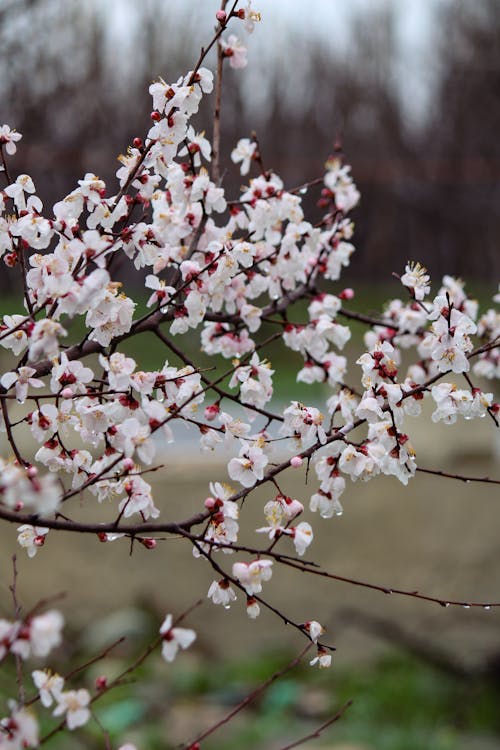 Fotos de stock gratuitas de 4k, al aire libre, árbol