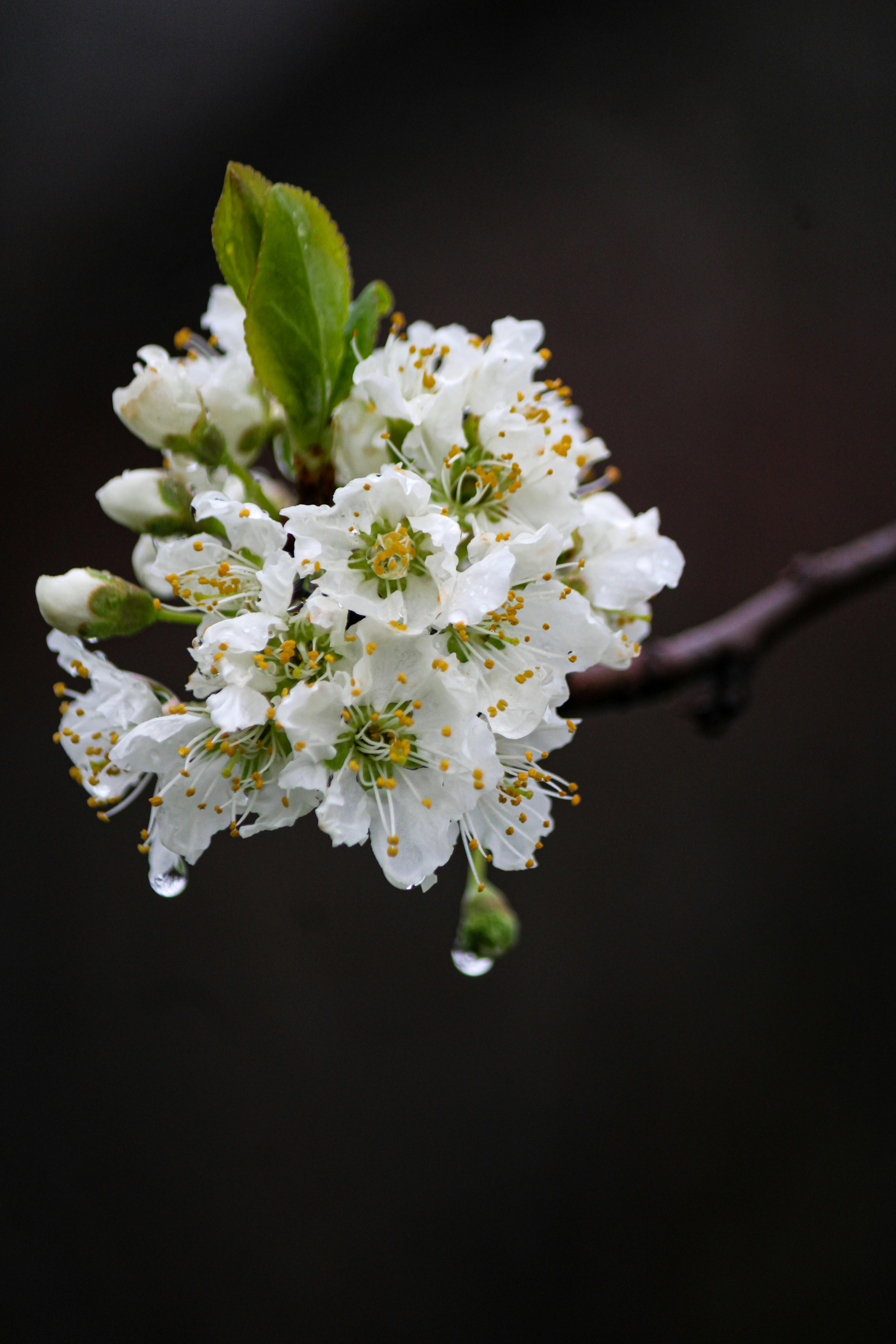 Close-up of Rain Water Drops on a Branch in Spring Blossom · Free Stock ...