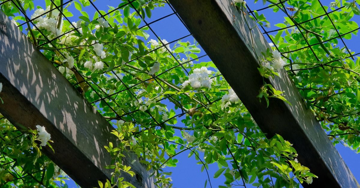 Pergola à Namur - Creative Solution Pergola à Namur - Creative Solution