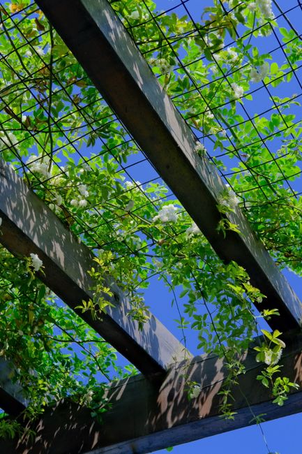Photo by Tito Zzzz on Pexels A lush pergola with climbing plants and green leaves under a bright blue summer sky.