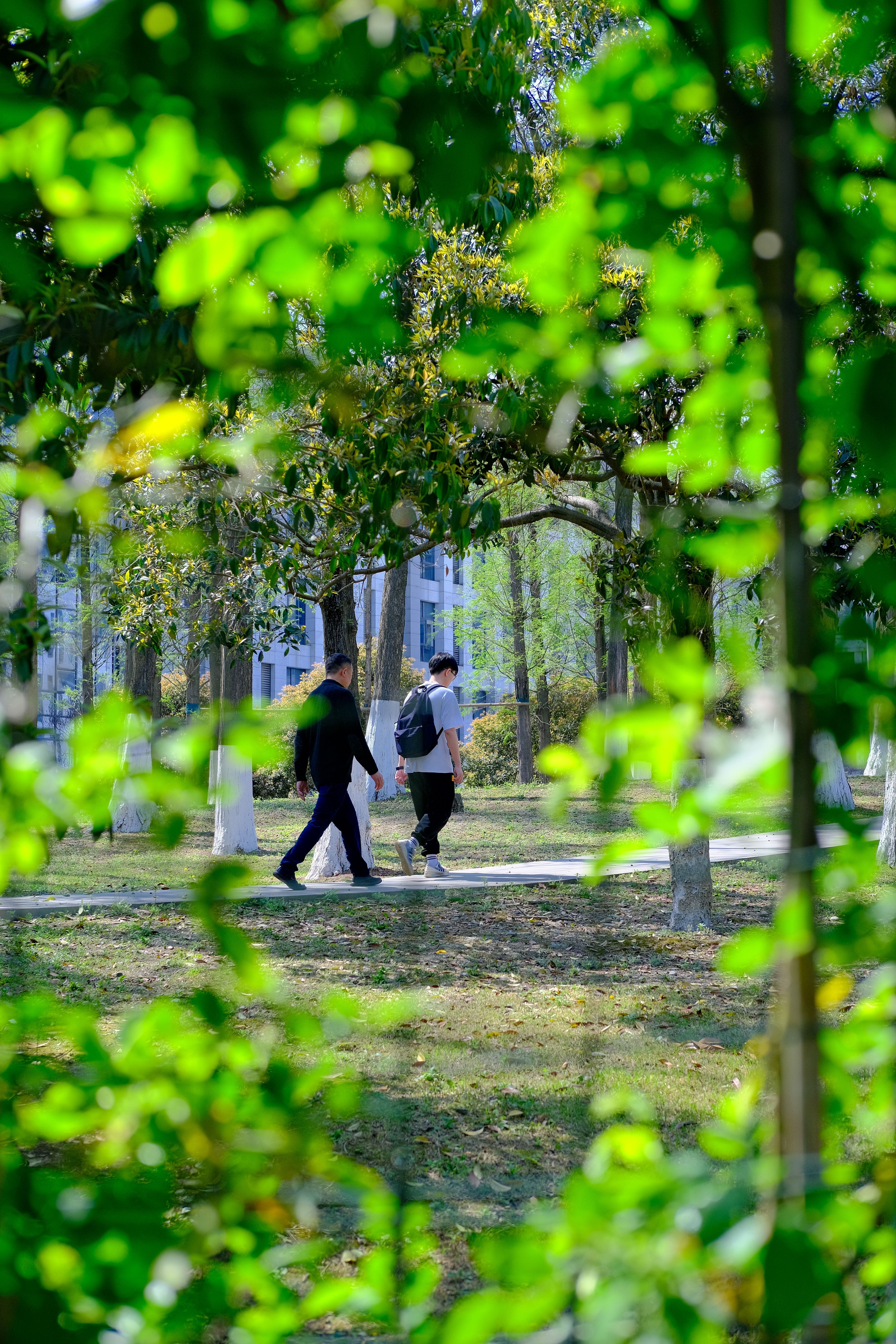 有关人行道, 公園, 坦率, 垂直拍摄, 夏天, 工厂, 步行, 綠化, 草, 行人, 路面, 選擇性對焦, 陽光的免费素材图片