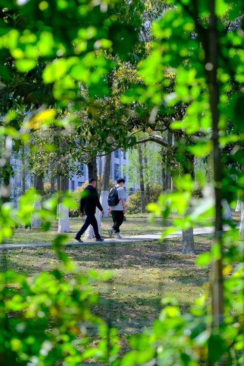 有关人行道, 公園, 坦率, 垂直拍摄, 夏天, 工厂, 步行, 綠化, 草, 行人, 路面, 選擇性對焦, 陽光的免费素材图片