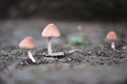 Mushrooms in the forest