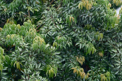 Darmowe zdjęcie z galerii z bujny, flora, gałęzie
