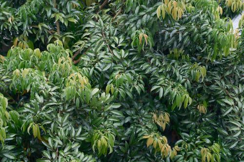 Free Close-up of dense, verdant leaves on a tree, showcasing natural tropical greenery. Stock Photo
