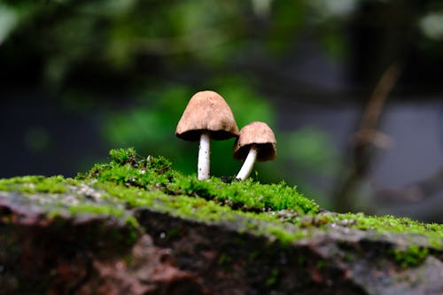 Fotobanka s bezplatnými fotkami na tému dno, huby, les