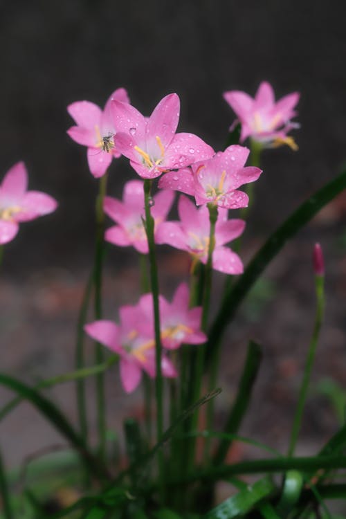 Gratis arkivbilde med blomstre, flora, hage