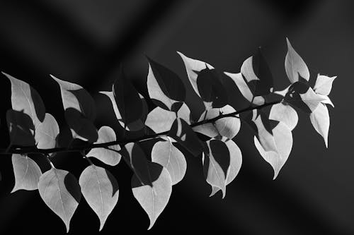 Black and white photograph of leaves on a branch