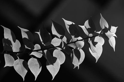Black and white photo of leaves casting shadows, creating a striking pattern.