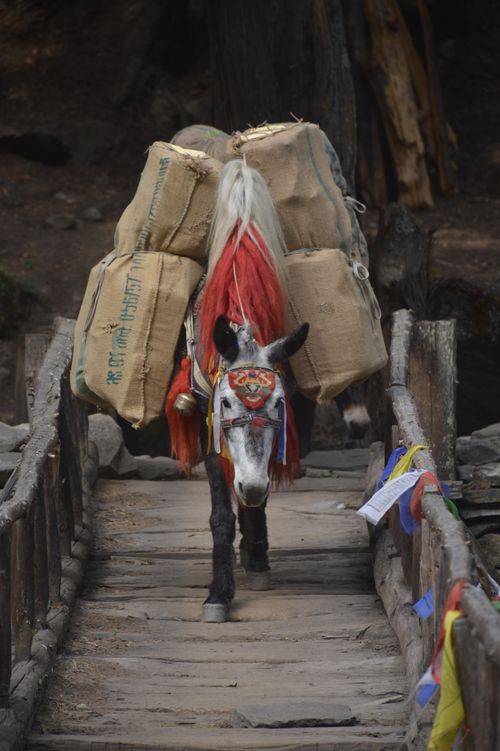 Free A decorated donkey carrying cargo across a wooden footbridge in rural Karnali, Nepal. Stock Photo