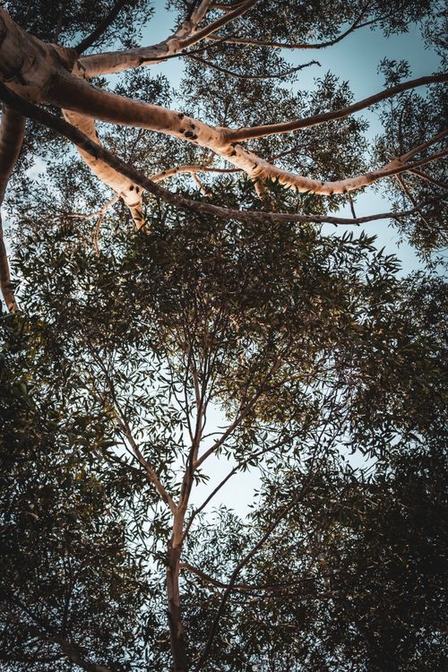 Free Low angle view capturing the sunlit foliage and branches of tall trees under a clear sky. Stock Photo