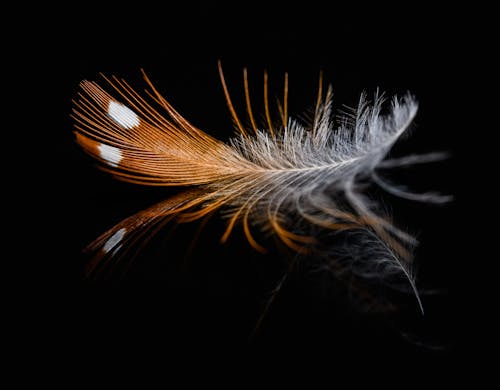 A feather on a black background with white and orange feathers