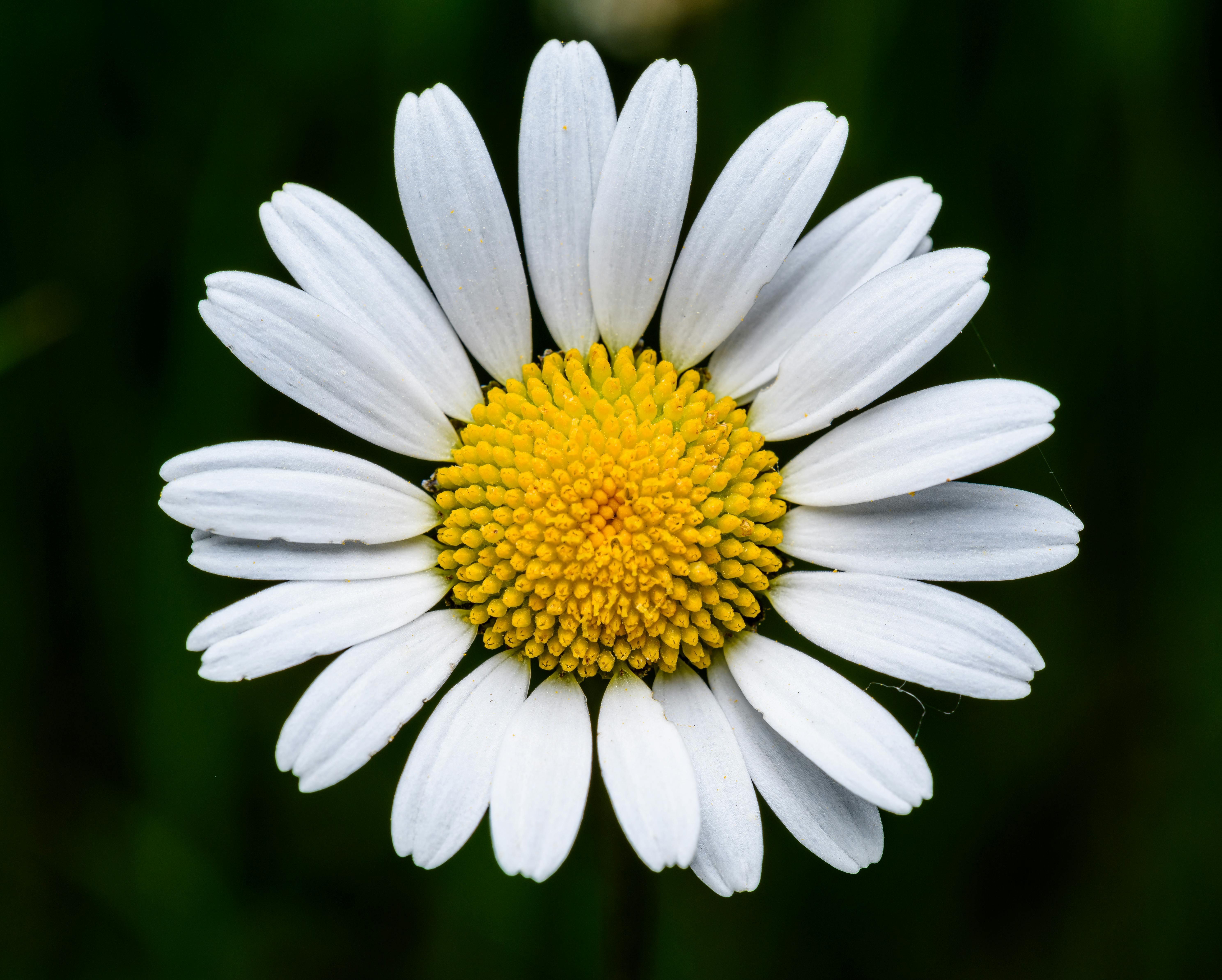 The Benefit of Drinking Chamomile Tea.Detailed close-up of a chamomile flower with white petals and yellow center.