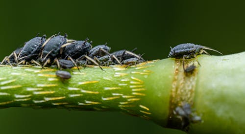 A group of bugs on a plant stem