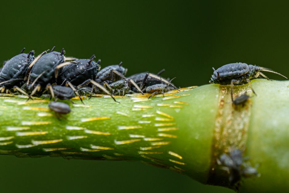 Black bean aphids clustered on a plant stem — sooty mold on oak tree bark from aphids in Surrey BC