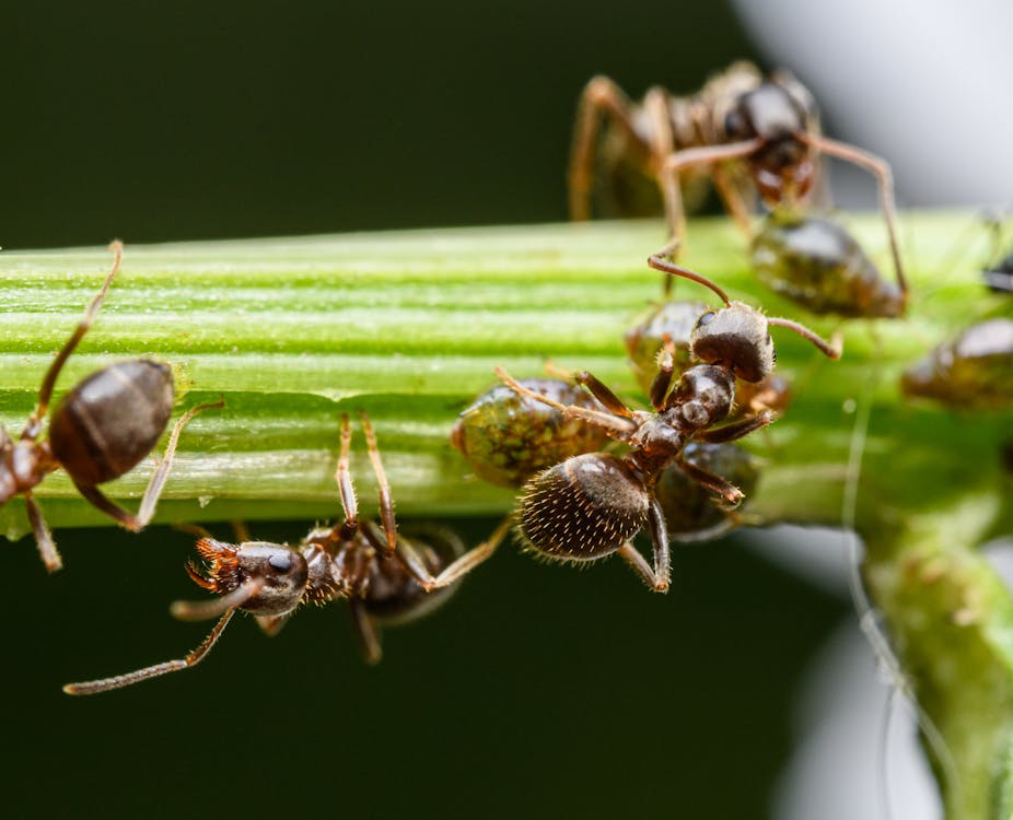 Ants On a Branch