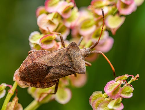 A brown bug on a pink flower