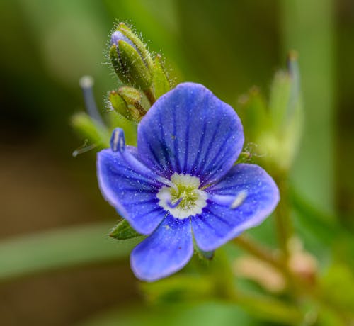A small blue flower with white petals
