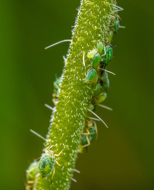 A close up of green bugs on a plant