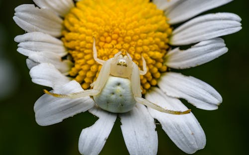 A white and yellow spider sitting on a daisy