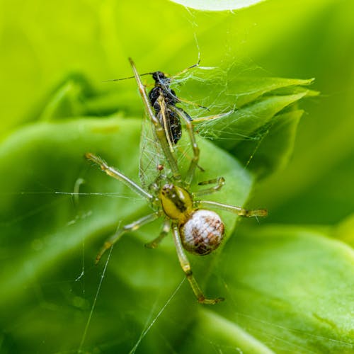 A spider is sitting on a green leaf