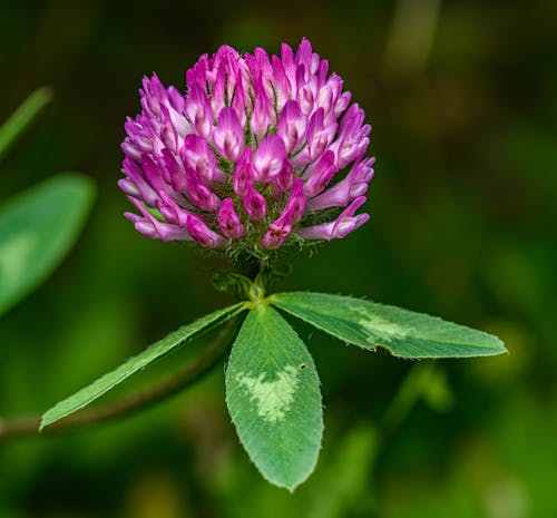A purple clover flower with green leaves in the background
