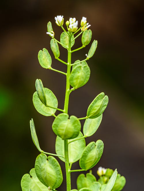 A plant with small white flowers and green leaves