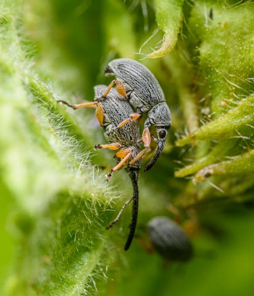 Two beetles are sitting on top of a plant