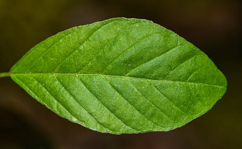 A leaf with green leaves on it
