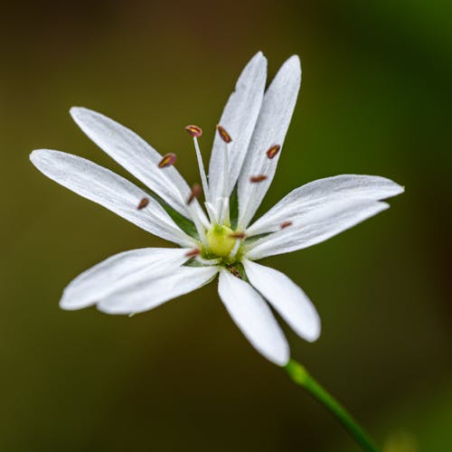 A small white flower with green stems